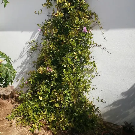 Quinta Do Medronhal - Medronhal Σπίτι διακοπών