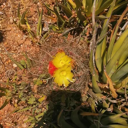 Σπίτι διακοπών Quinta Do Medronhal - Medronhal Φάρο