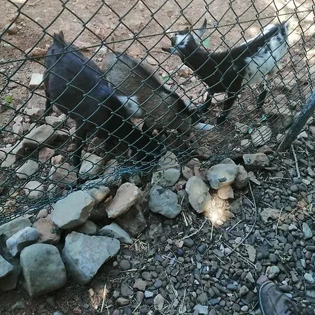 Quinta Do Medronhal - Medronhal *